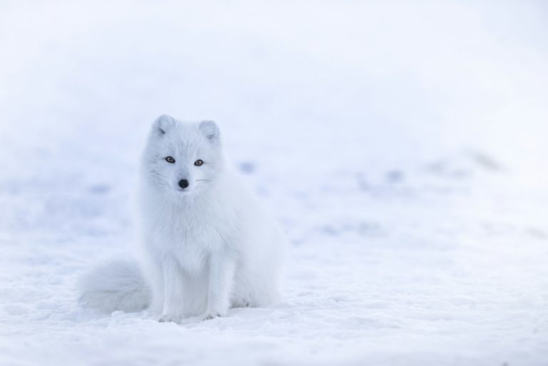 snow fox on snowfield