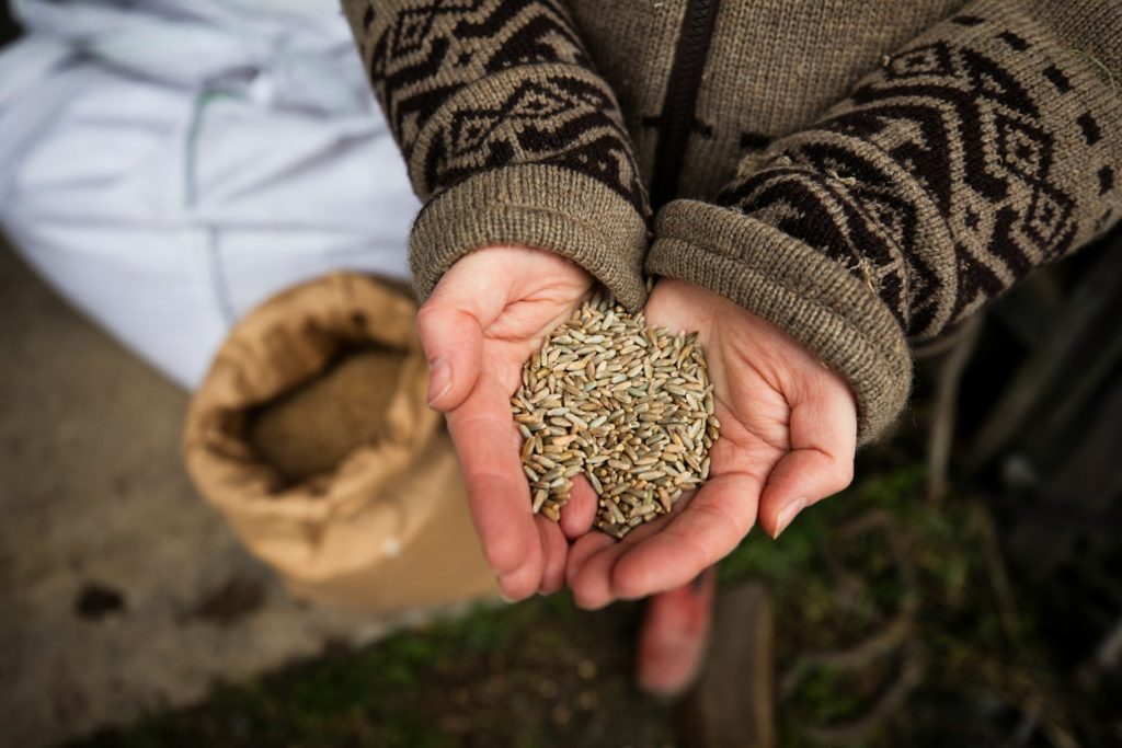 a person holding a handful of seeds in their hands