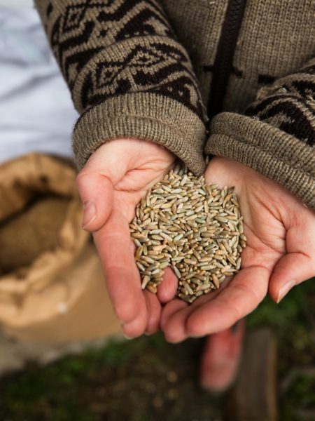 a person holding a handful of seeds in their hands